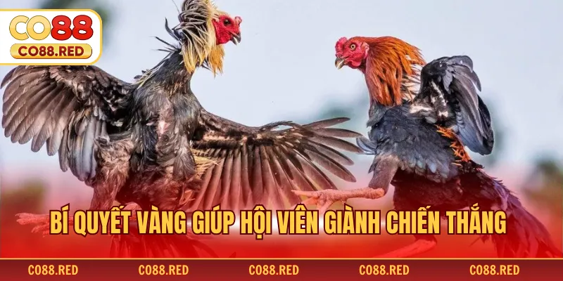 Bí quyết vàng giúp hội viên giành chiến thắng
