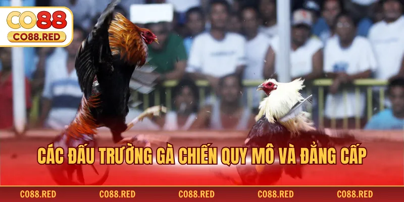 Các đấu trường gà chiến quy mô và đẳng cấp