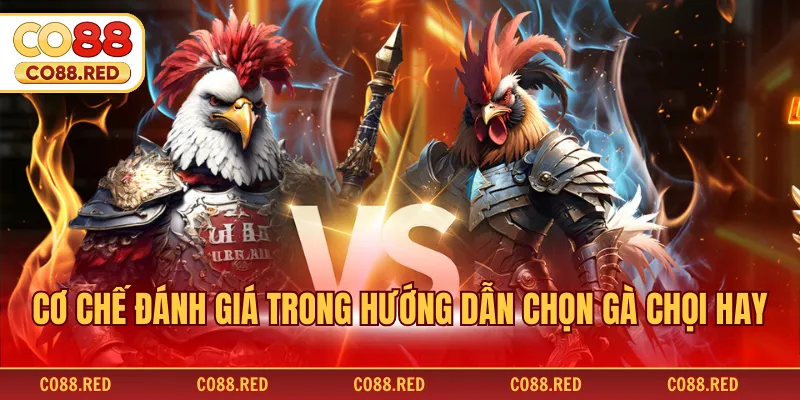 Cơ chế đánh giá trong hướng dẫn chọn gà chọi hay