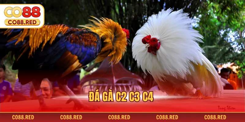 Đá Gà C2 C3 C4 - Những Trận Đấu Đỉnh Cao Tại Đấu Trường