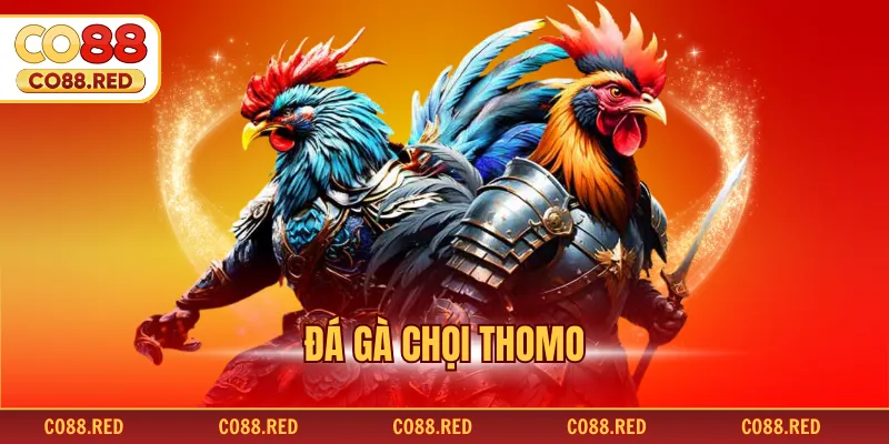 Đá Gà Chọi Thomo - Đỉnh Cao Tại Đấu Trường Quốc Tế