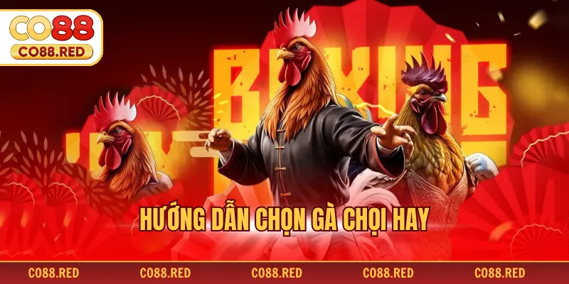 Hướng Dẫn Chọn Gà Chọi Hay Cho Giới Sư Kê Chuyên Nghiệp