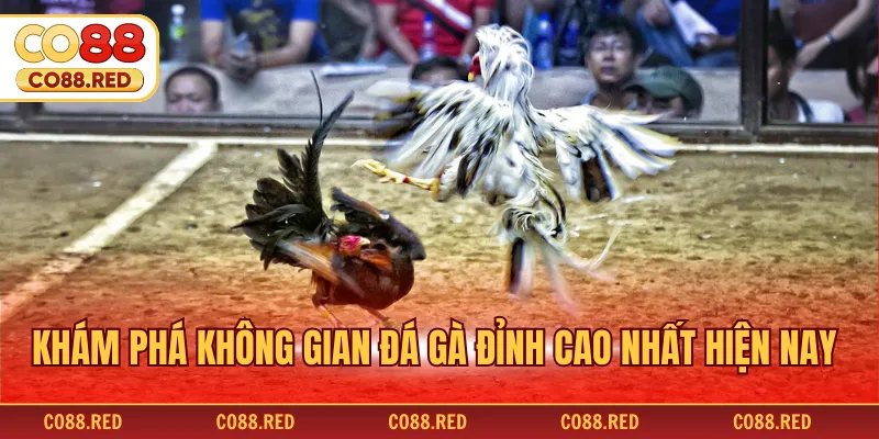 Khám phá không gian đá gà đỉnh cao nhất hiện nay