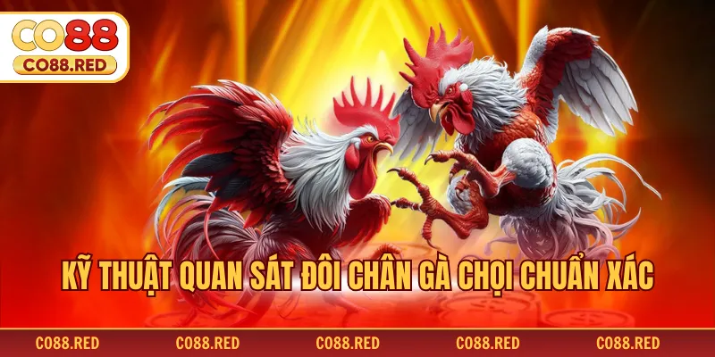 Kỹ thuật quan sát đôi chân gà chọi chuẩn xác