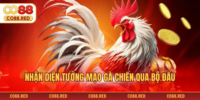 Nhận diện tướng mạo gà chiến qua bộ đầu