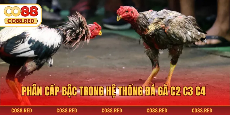 Phân cấp bậc trong hệ thống đá gà c2 c3 c4