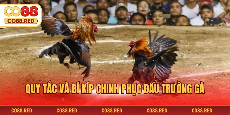 Quy tắc và bí kíp chinh phục đấu trường gà