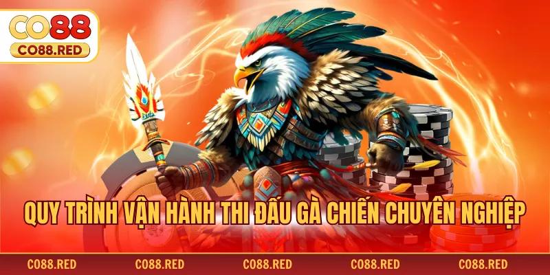 Quy trình vận hành thi đấu gà chiến chuyên nghiệp
