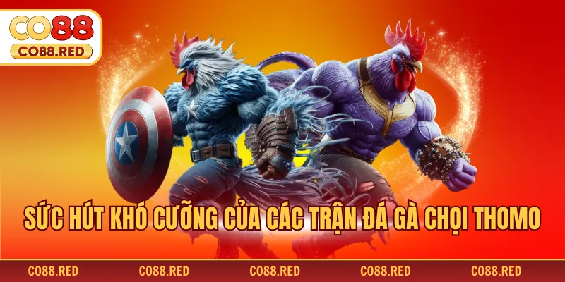 Sức hút khó cưỡng của các trận đá gà chọi Thomo