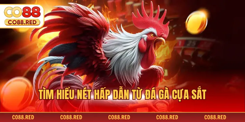 Tìm hiểu nét hấp dẫn từ đá gà cựa sắt